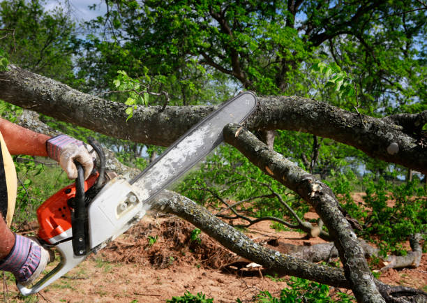 Best Tree Maintenance Programs  in Rice Lake, MN